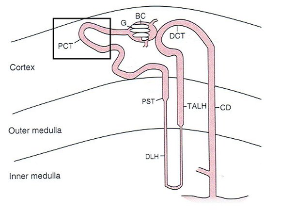 113 第2次 藥理學與藥物化學 第 62 題 題目圖片