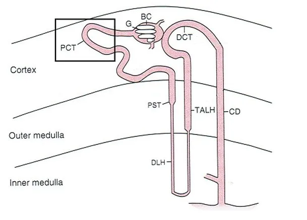 113 第2次 藥理學與藥物化學 第 62 題 題目圖片