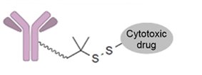 115 第1次 藥理學與藥物化學 第 41 題 選項 A 圖片