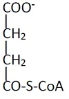 115 第1次 生理學與生物化學 第 50 題 選項 C 圖片